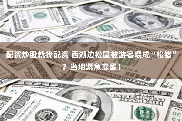 配资炒股就找配资 西湖边松鼠被游客喂成“松猪”？当地紧急提醒